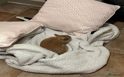 Netherland Dwarf rabbits for sale: Golden Netherland Dwarf - Image 3