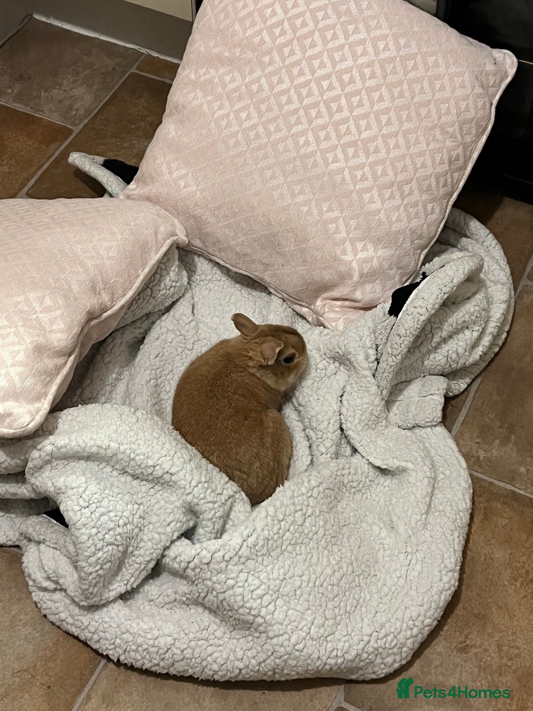 Netherland Dwarf rabbits for sale: Golden Netherland Dwarf - Image 3