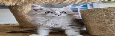 Maine Coon 1 Gino