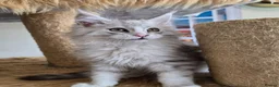 Maine Coon cats for sale: Ready now Silver with white Maine Coon kittens - Advert 12