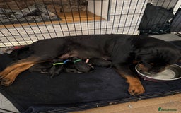 Rottweiler dogs for sale: Chunky Rottweiler puppy’s  - Image 7