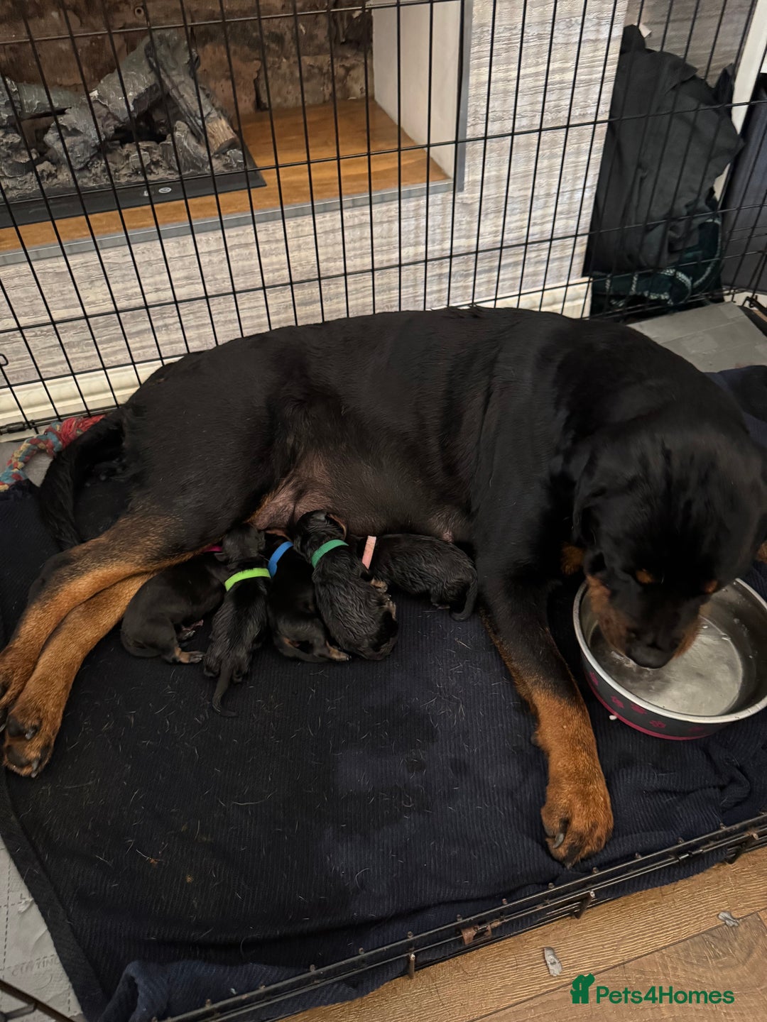 Rottweiler dogs for sale: Chunky Rottweiler puppy’s  - Image 7