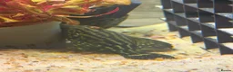 Plecos fish for sale: L027C Royal Thunder aka Golden line panaque  in Rotherham - Advert 3