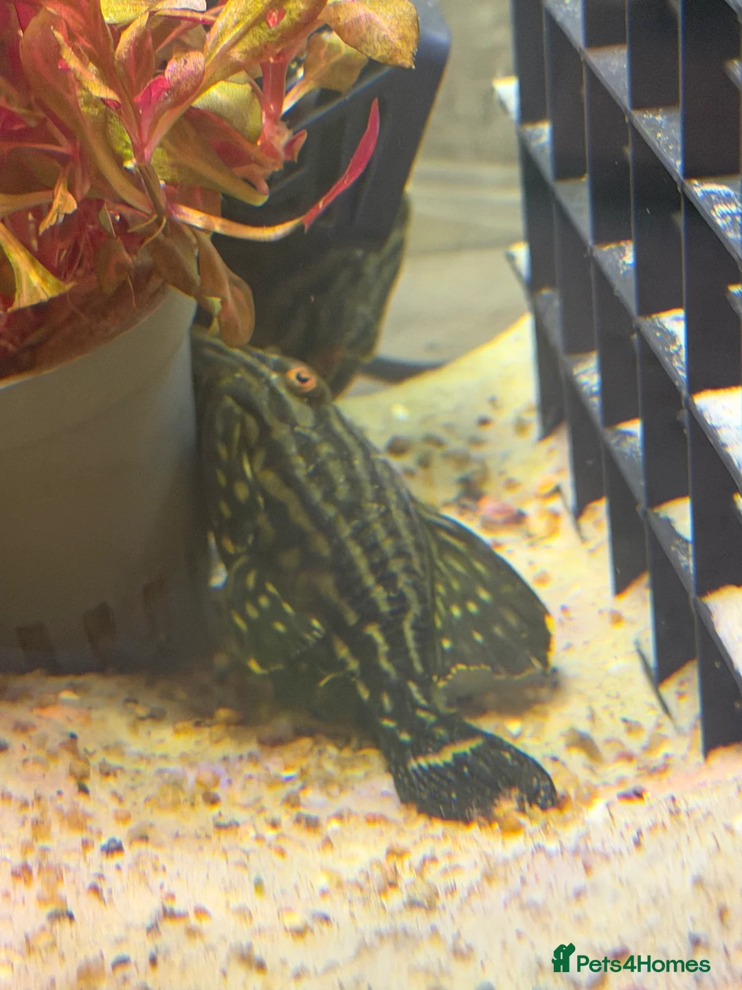 Plecos fish for sale: L027C Royal Thunder aka Golden line panaque  in Rotherham - Advert 3