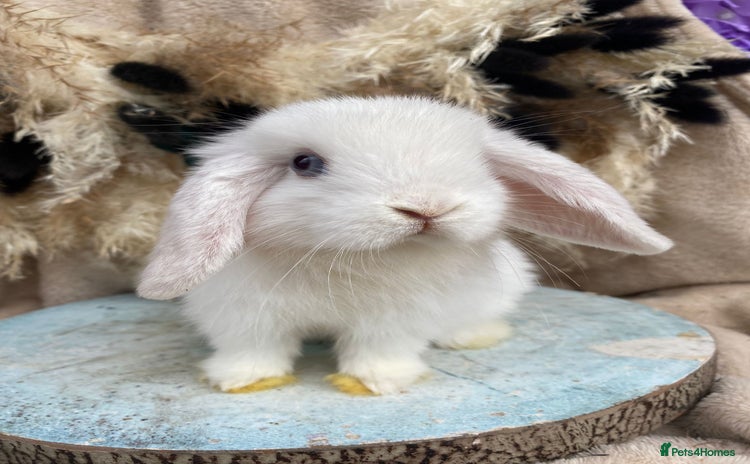 Mini Lop rabbits - Advert 12