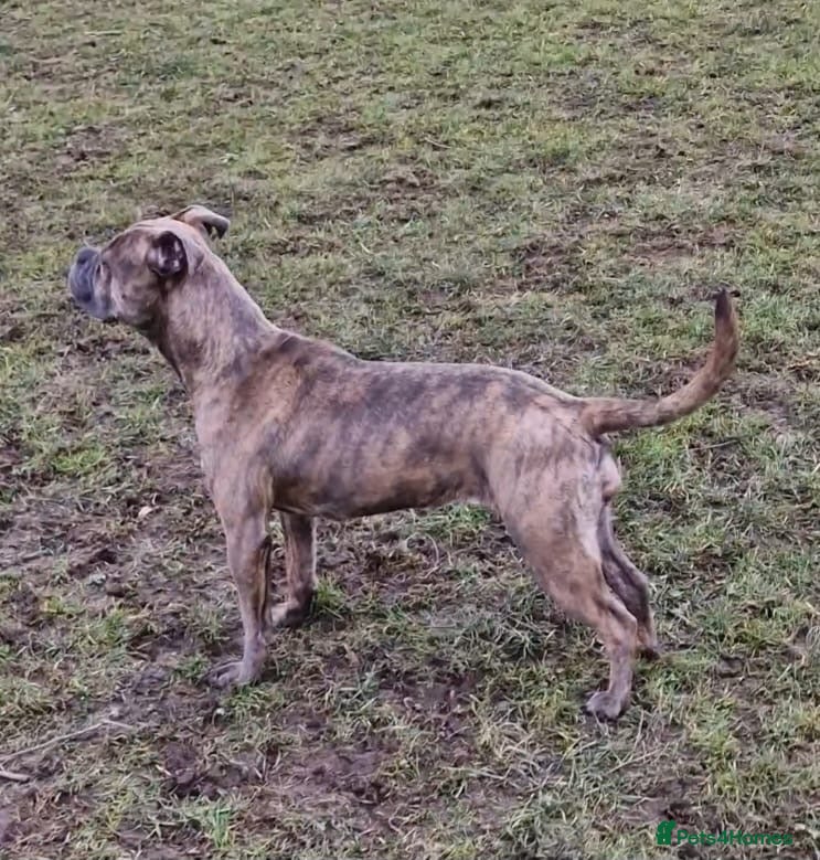 Dorset Olde Tyme Bulldogge dogs 2 stunning OTB left  - Advert 2