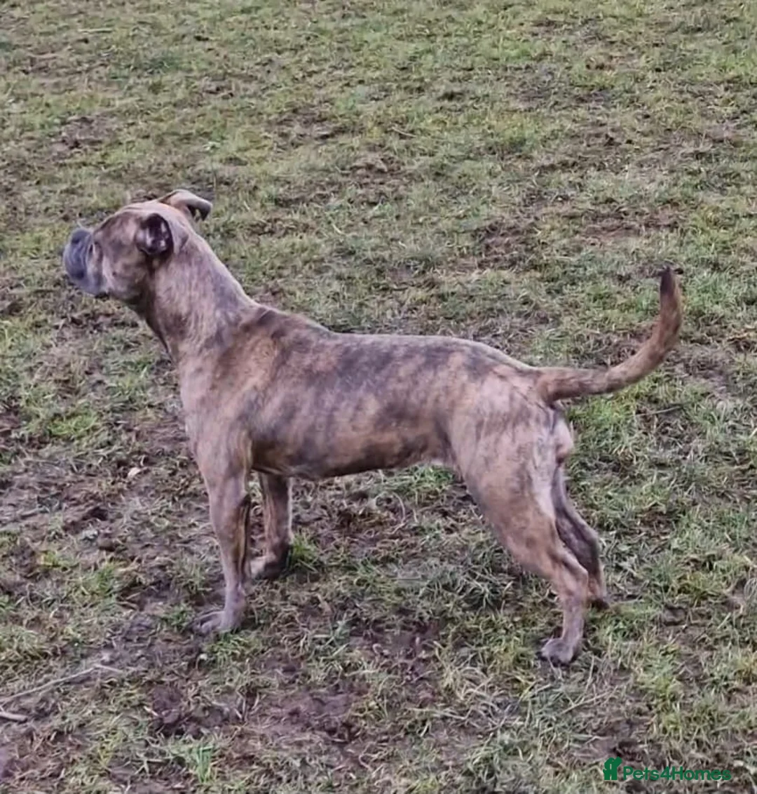 Dorset Olde Tyme Bulldogge dogs for sale: 2 stunning OTB left  - Advert 1