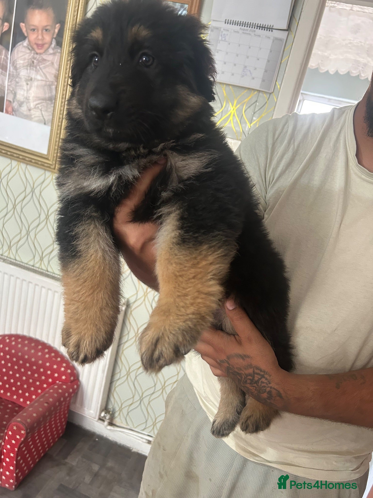 German Shepherd dogs Longhaired german shepherd puppies  - Advert 1