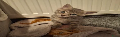 Female torbie