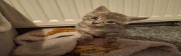 Domestic Shorthair cats for sale: 4 babies ready from 27th Oct - Advert 3