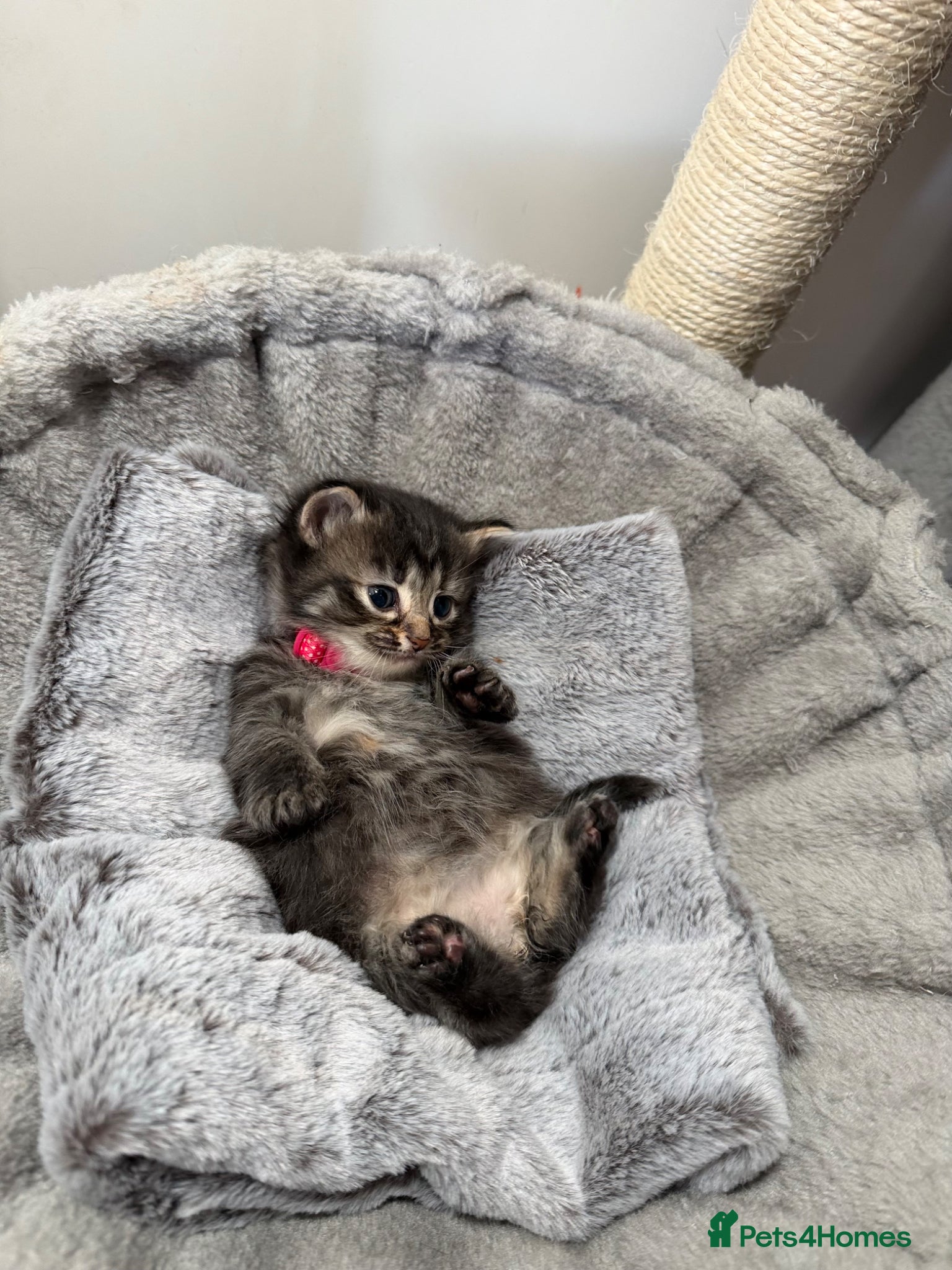 LaPerm cats LaPerm Kittens Ready for Reservation😍 - Advert 1