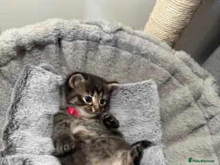 LaPerm cats LaPerm Kittens Ready for Reservation😍 - Advert 16