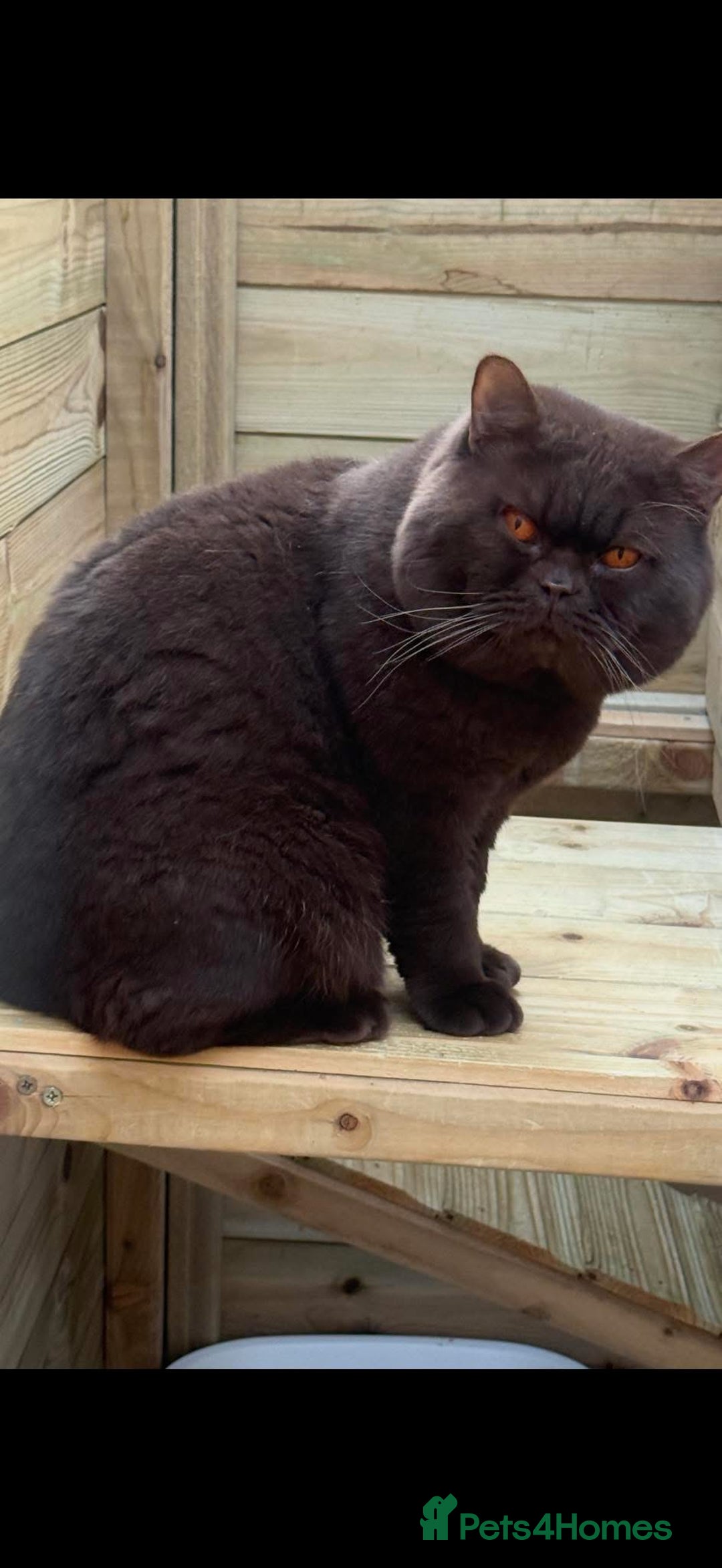 British Shorthair cats for sale: GCCF British shorthair kittens  - Advert 4