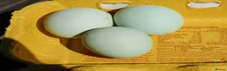 Chickens poultry for sale: Hatching eggs from Araucana, Pekins  Spikelettes - Advert 12