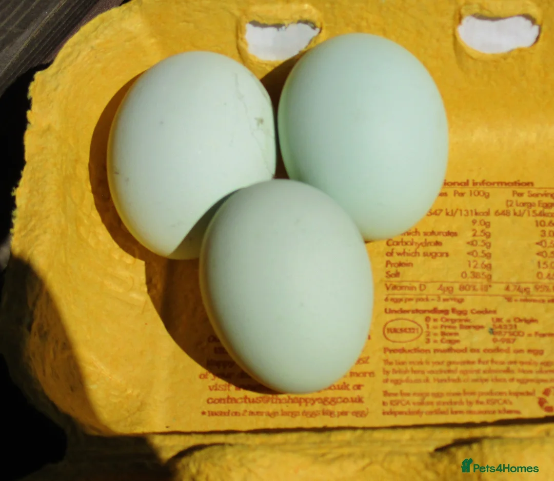 Chickens poultry for sale: Hatching eggs from Araucana, Pekins  Spikelettes - Advert 12