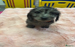 Mixed Breed dogs for sale: Puppies - Image 16