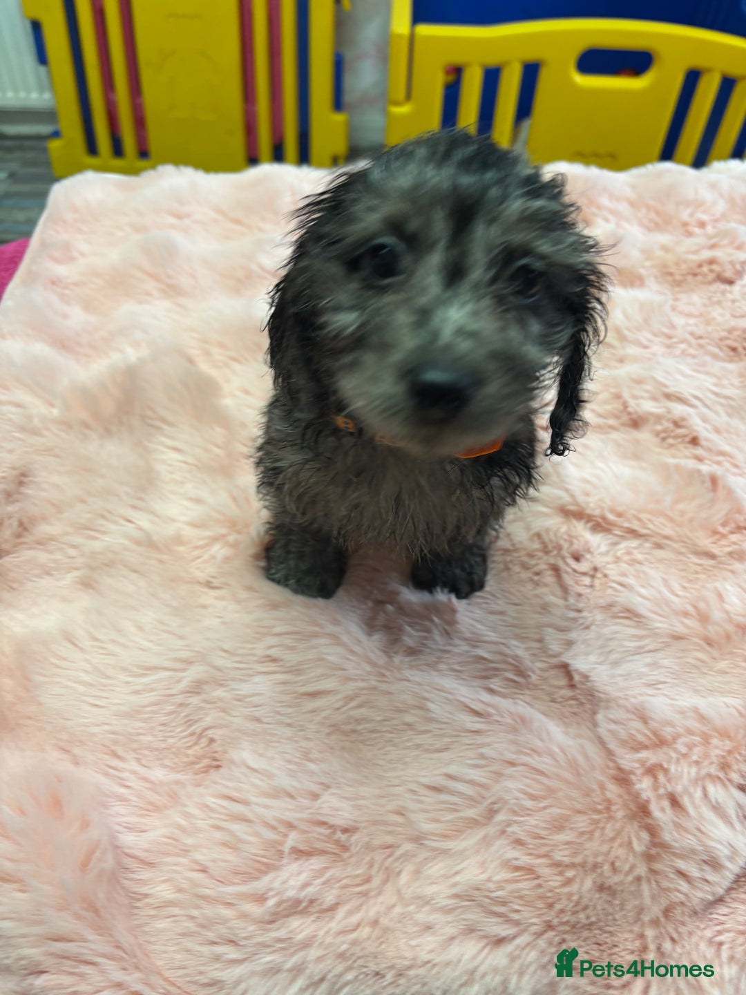 Mixed Breed dogs for sale: Puppies - Image 16