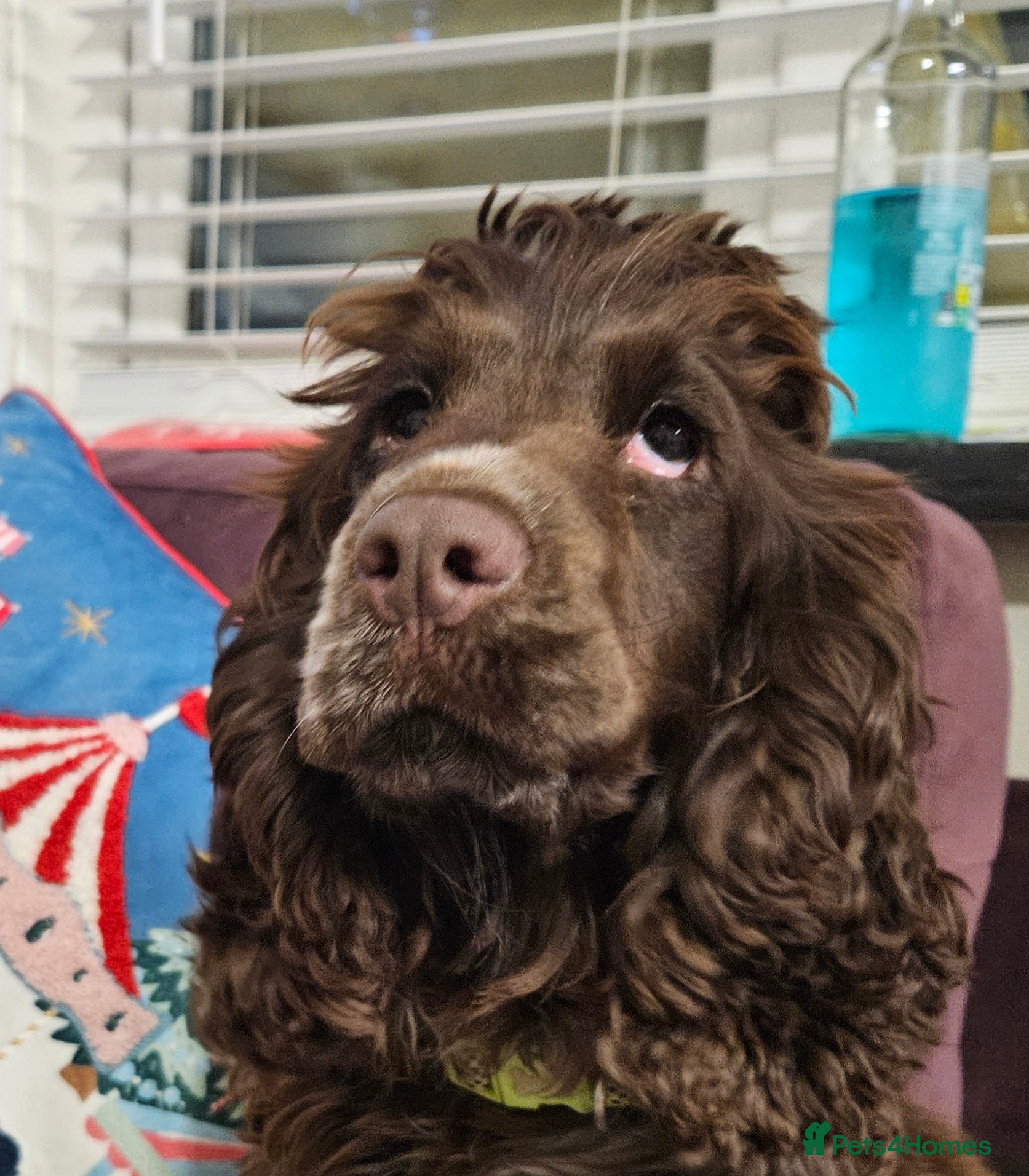 Cocker Spaniel dogs Ruby beautiful show cocker chocolate roan female  - Advert 2