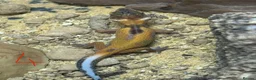 Leopard Gecko reptiles for sale: Leopard geckos for sale    in Rayleigh - Advert 3