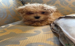 Maltipoo dogs for sale: Fur babys - Image 2