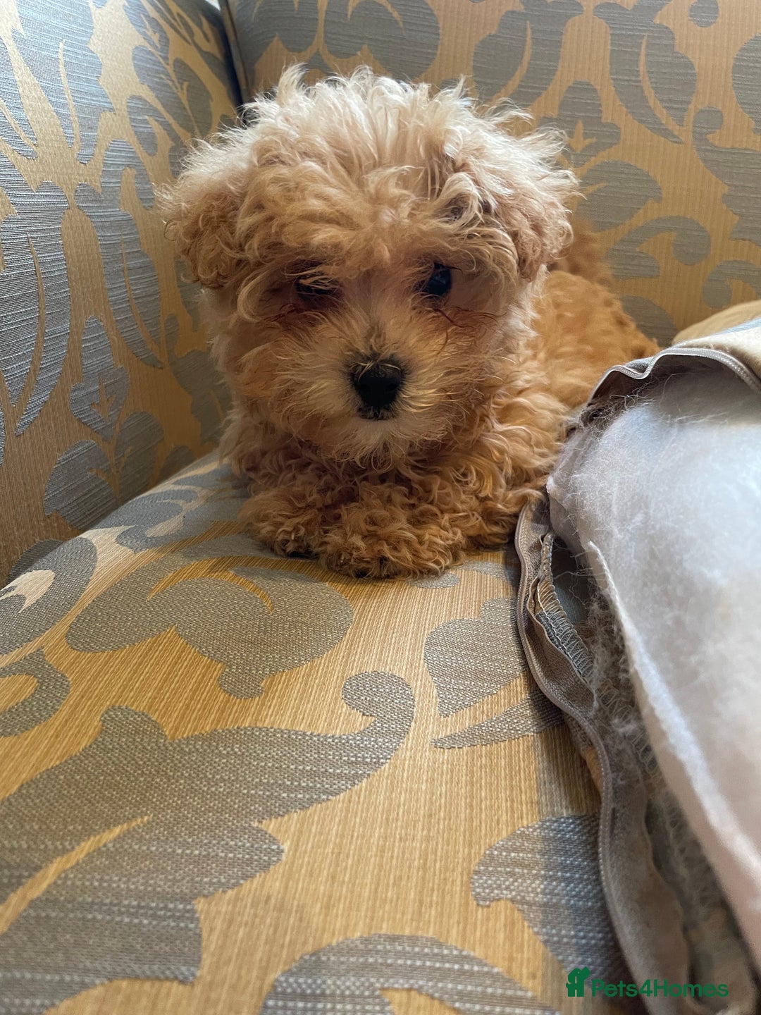 Maltipoo dogs for sale: Fur babys - Image 2