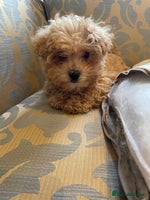 Maltipoo dogs - Advert 2