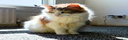 Mixed Breed cats for adoption: Rainbow Sisters - Dog & Child Friendly - Advert 6