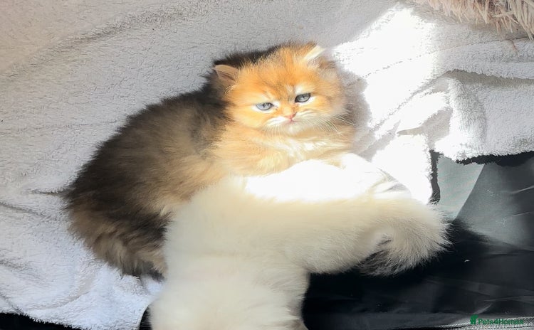British Longhair cats - Advert 1