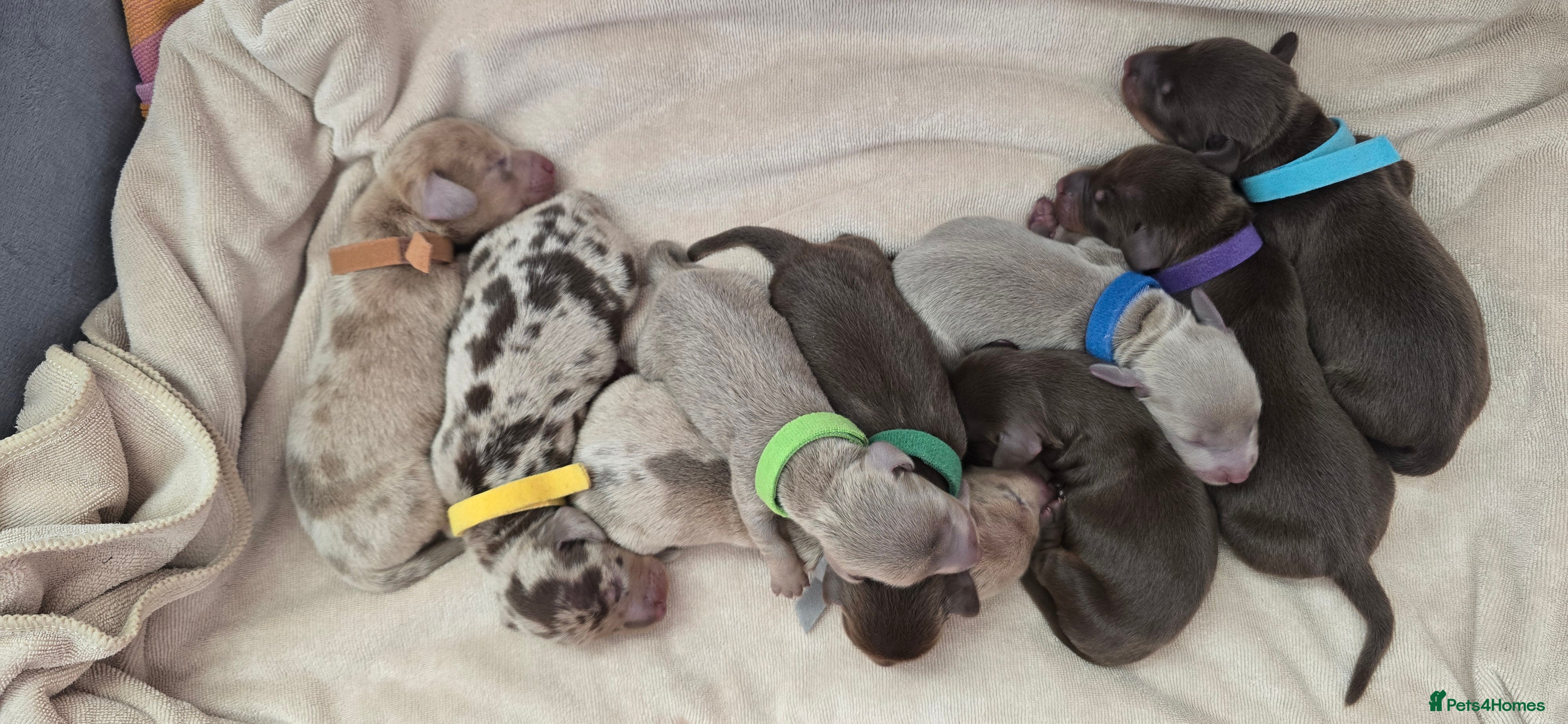 Miniature Dachshund dogs KC registered miniature Dachshund 🐶  - Advert 6