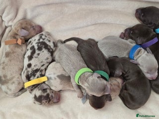 Miniature Dachshund dogs KC registered miniature Dachshund 🐶 - Advert 6