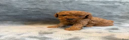 Cavapoochon dogs for sale: Mini F1b CAVAPOOCHON Puppies FORSALE  - Advert 8