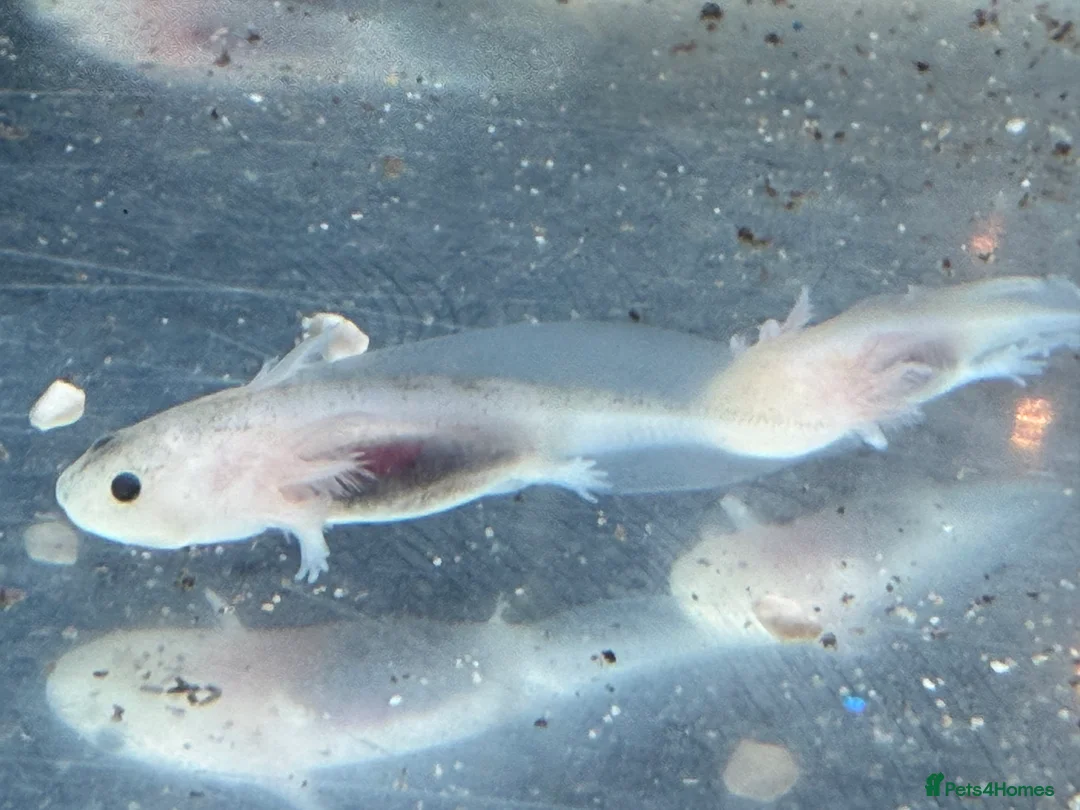 Axolotl reptiles for sale: Axolotl - Advert 20