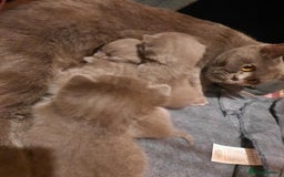 British Shorthair cats for sale: Little british shorthair kittens  - Image 3