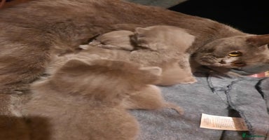 British Shorthair cats - Advert 2