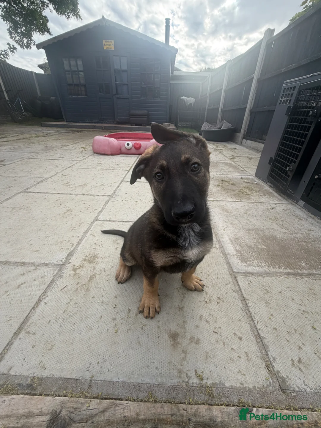 Mixed Breed dogs for sale: German shepherd x black Belgian Malinois - Advert 2
