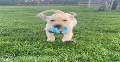 Labrador Retriever dogs - Advert 9