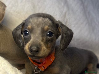 Dachshund dogs Dachshund 1 boy left!!!! - Advert 1
