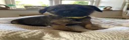 Border Terrier dogs for sale: Quality Border Terrier Puppies - Advert 9