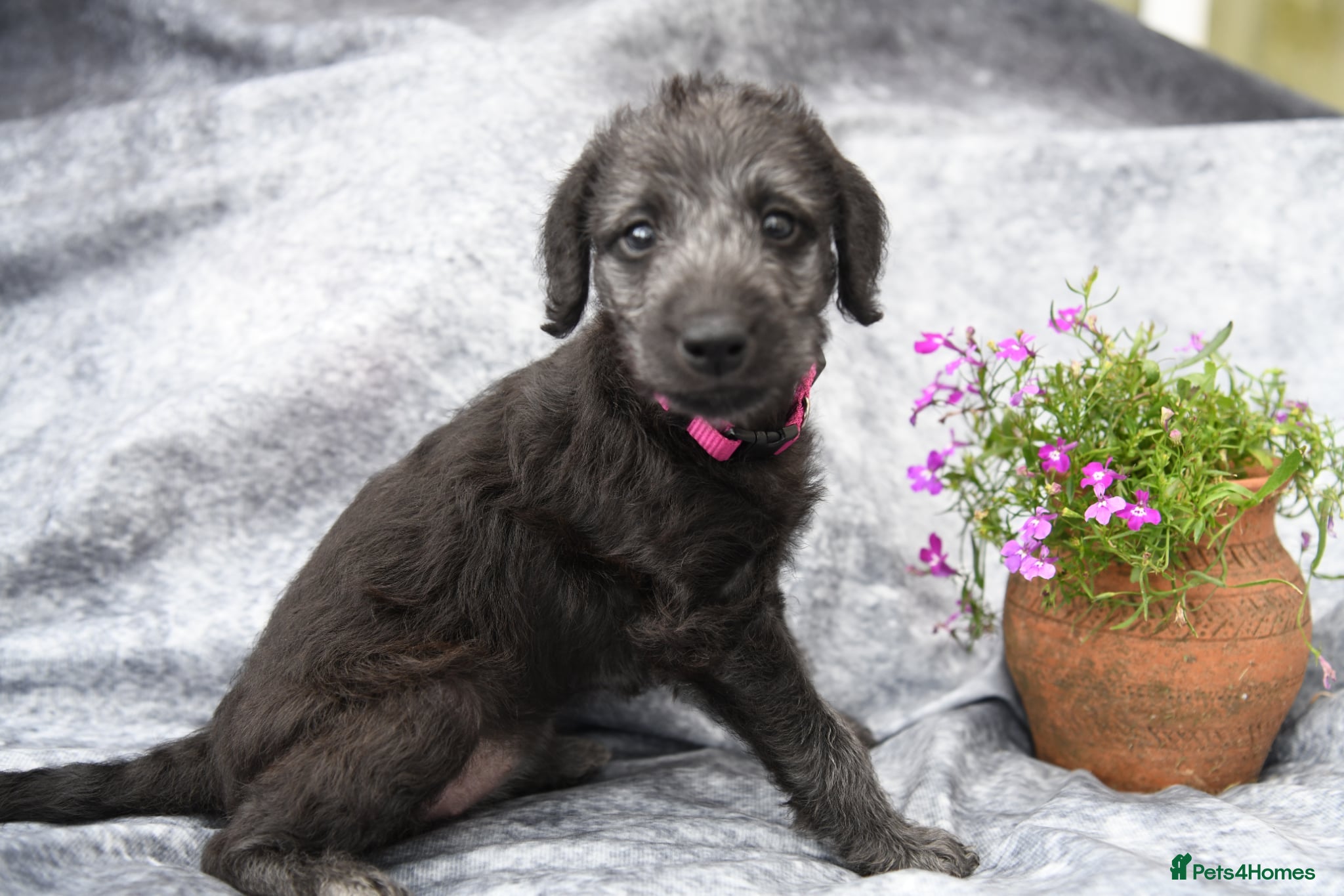 Bedlington Terrier dogs 3/4 Bedlington 1/4 Whippet - Advert 1