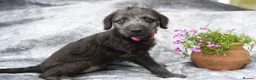 Bedlington Terrier dogs for sale: 3/4 Bedlington 1/4 Whippet - Advert 1
