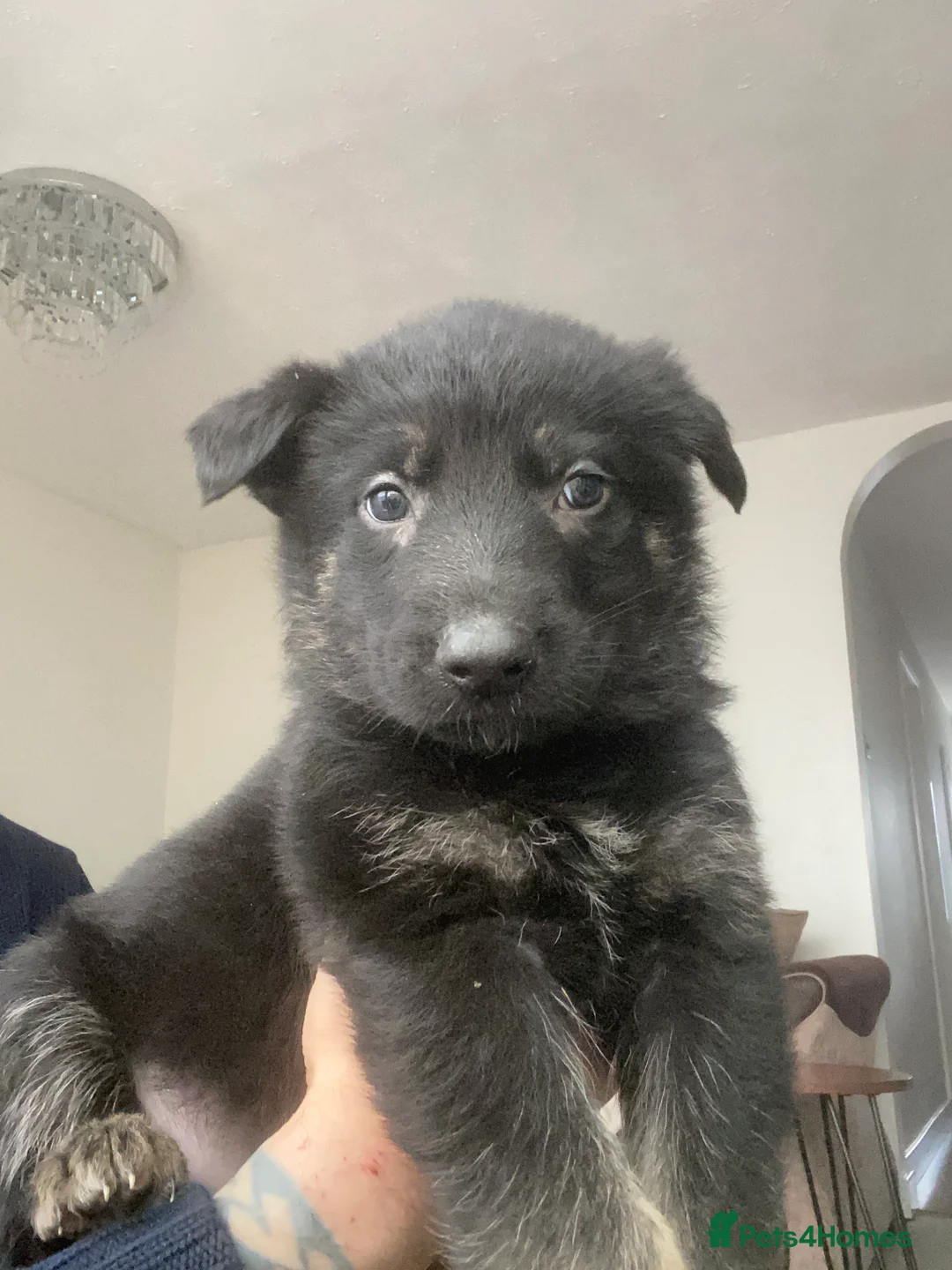 German Shepherd dogs for sale: German shepherd puppies  - Advert 22