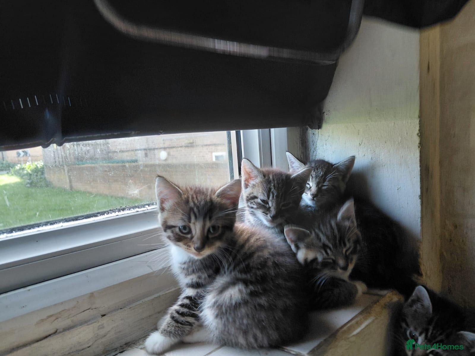 Bengal cats Bengal Kittens for Sale - Advert 3