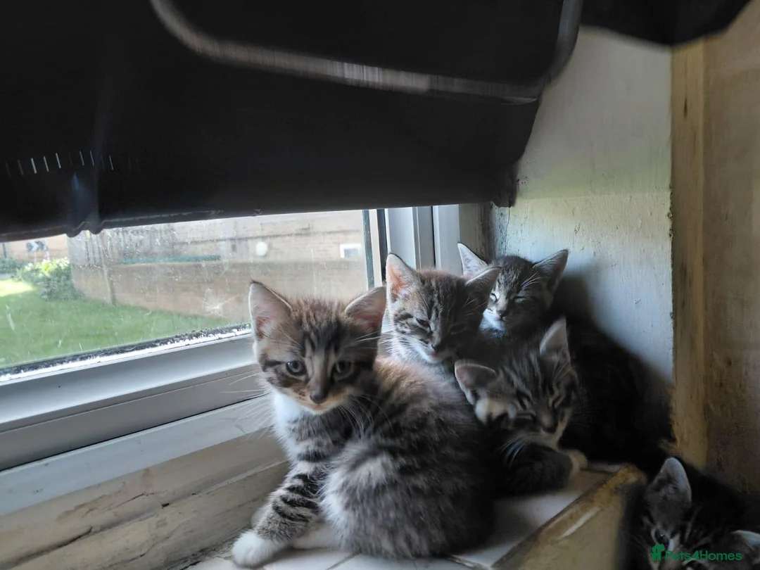 Bengal cats for sale: Bengal Kittens for Sale in Pinner - Advert 1
