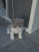 British Shorthair cats ONLY 2 BOYS LEFT READY NOW - Advert 2