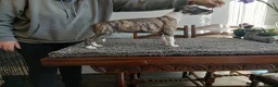 Whippet dogs for stud: KC Registered Whippet at stud - Advert 6