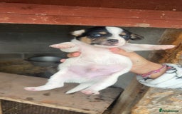 Patterjack dogs for sale: Patterjack puppies for sale - Image 2