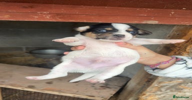 Patterjack dogs - Advert 1
