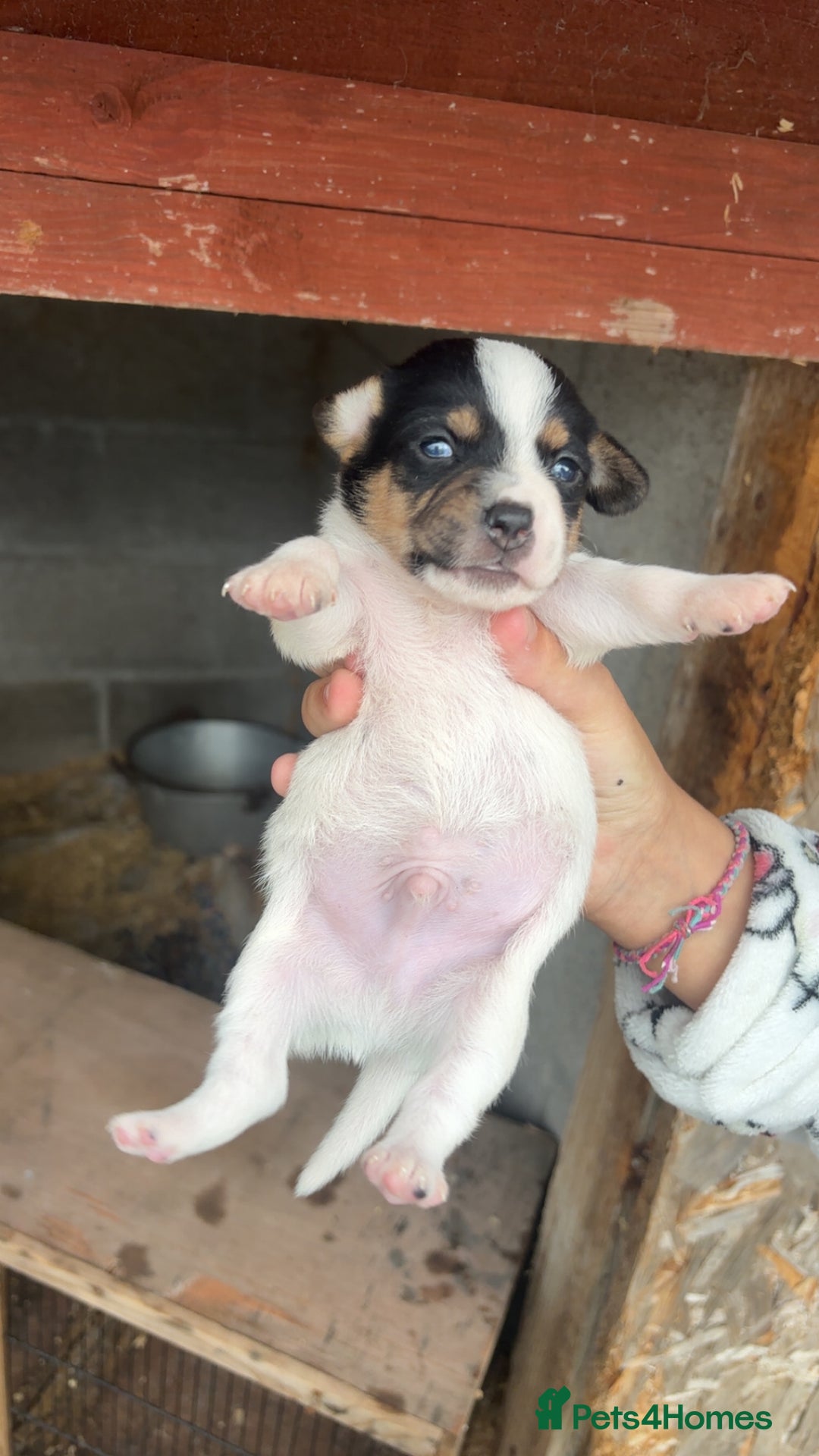Patterjack dogs for sale: Patterjack puppies for sale - Image 2