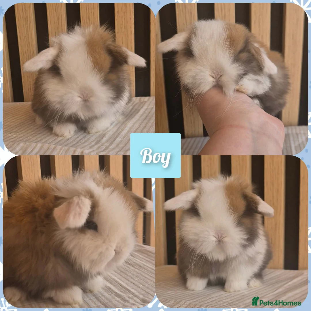 Mini Lop rabbits for sale: Beautiful Mini Lop Babies Ready 14th Apr  - Advert 2