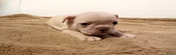 French Bulldog dogs for sale: french bulldogs ready next week  - Advert 23